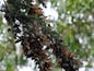 A cluster of butterflies on a tree branch.