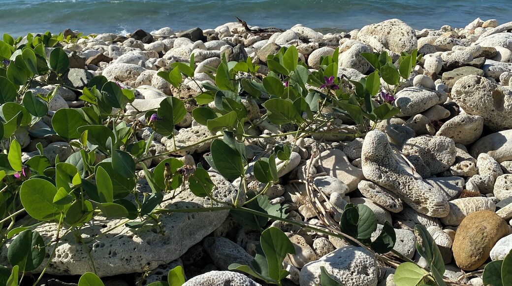 Great for snorkeling