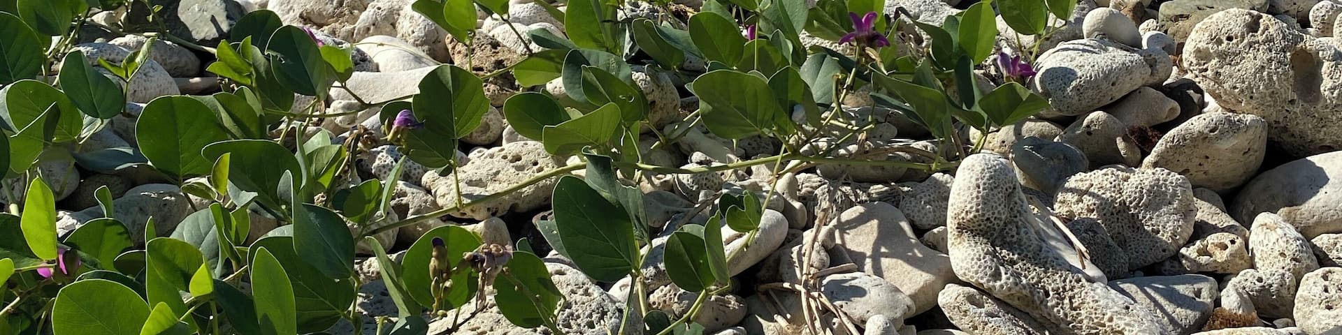 Great for snorkeling