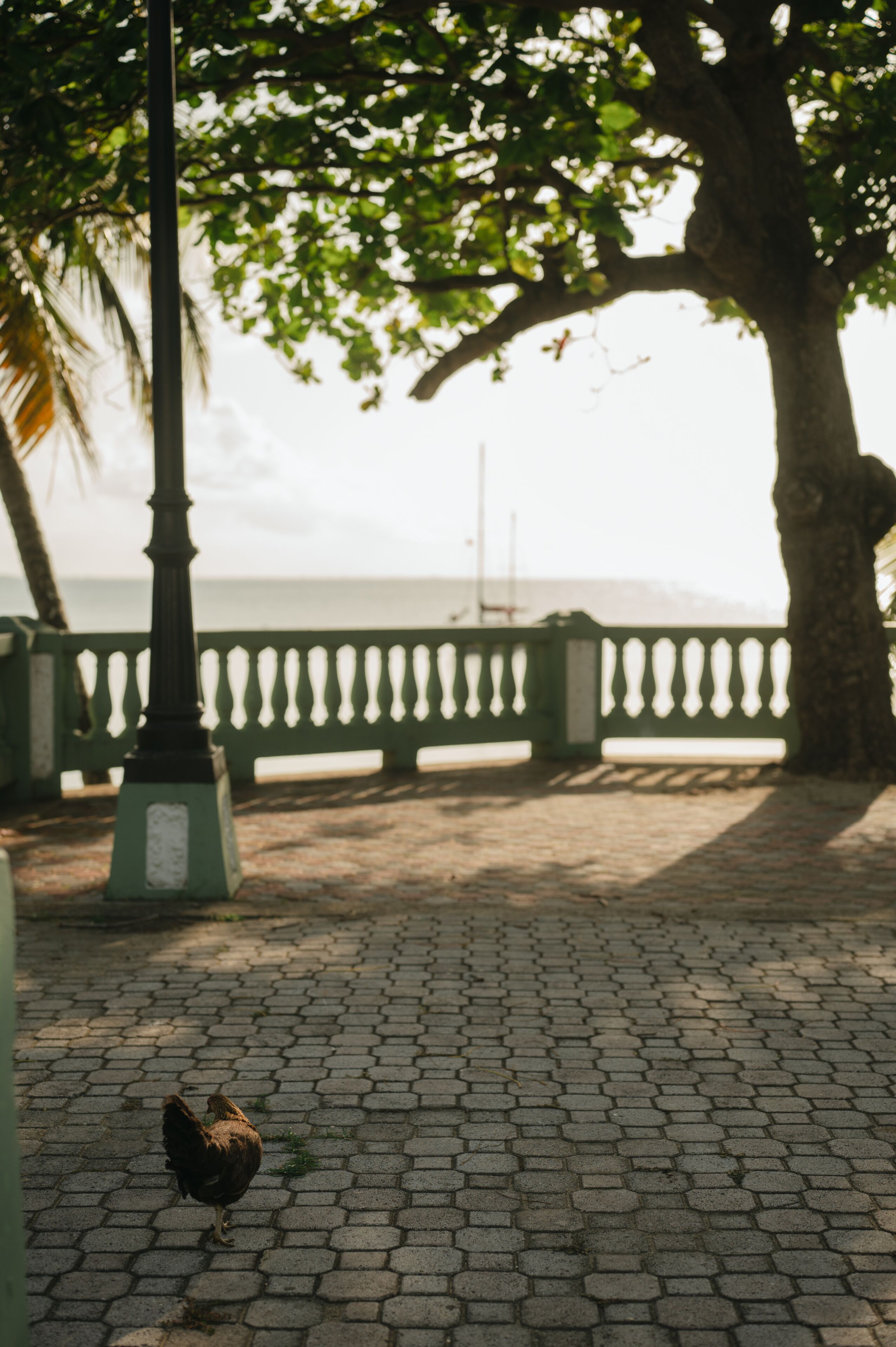 Free-roaming chicken walking along a shaded seaside boardwalk in Vieques, Puerto Rico. A relaxed island moment featuring coastal scenery, soft light, and everyday Caribbean life.