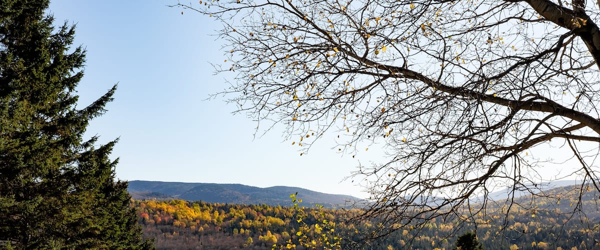 A mountainous landscape with autumn foliage, a grassy field, and a coniferous tree.