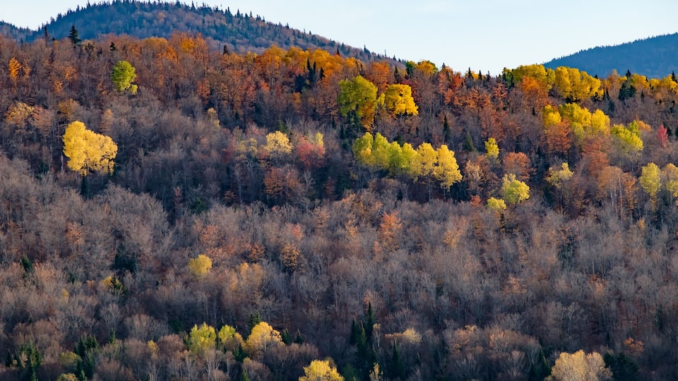 Glimpse of Gold