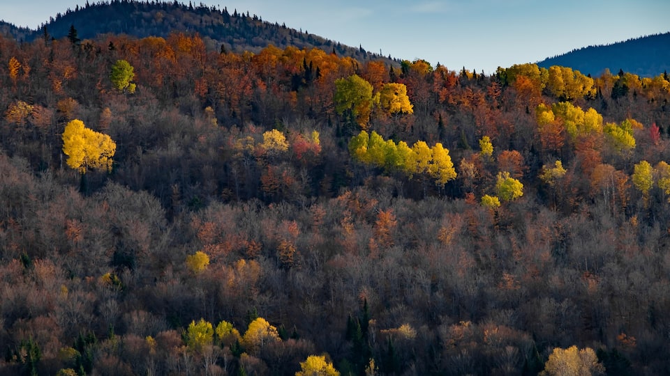 Birches Holding On
