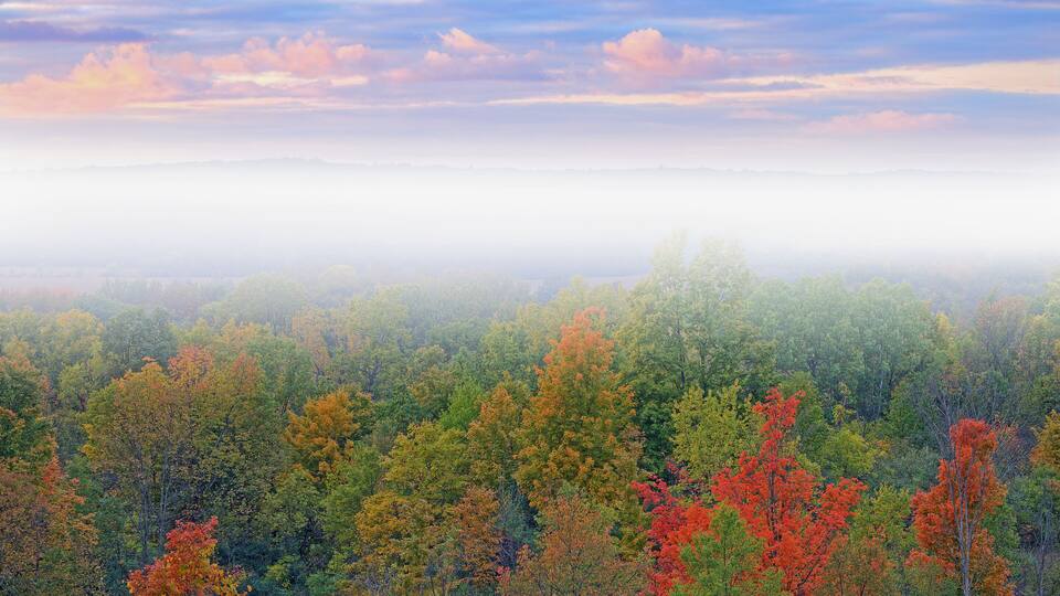 A forest with autumn foliage and a misty horizon.