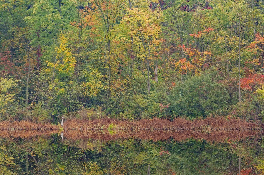 Autumn landscape of the shoreline of Gun Lake with perched great blue heron, Yankee Springs State Park, Michigan, USA