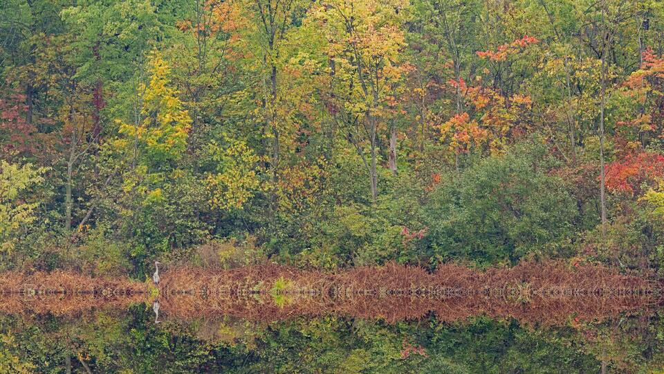 A dense forest with autumn foliage and a body of water reflecting the trees.