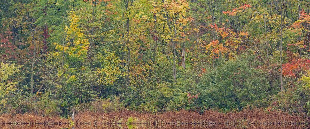 A dense forest with autumn foliage and a body of water reflecting the trees.