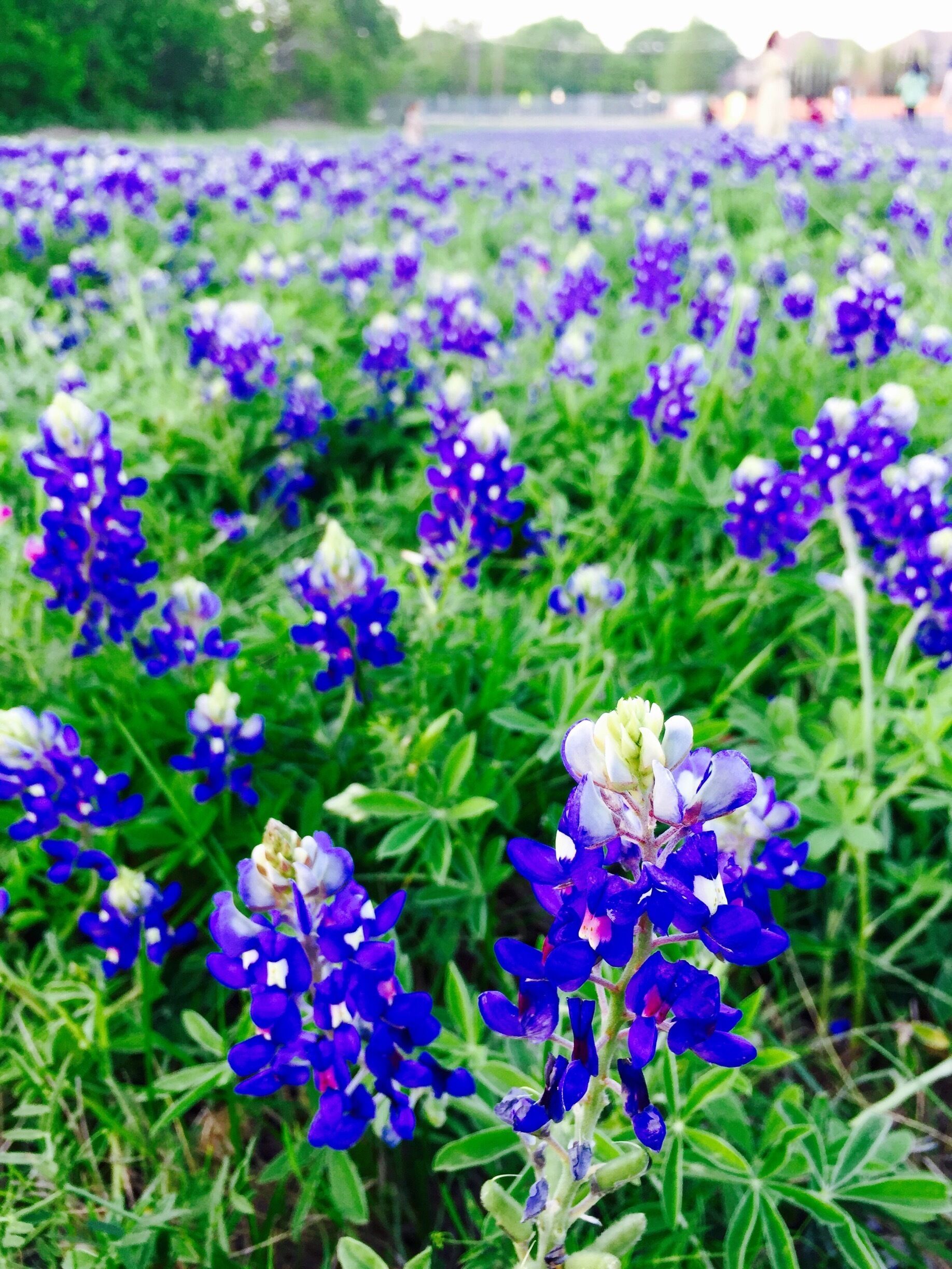 #blue
The bluebonnet is the state flower of Texas. This particular flower was selected in large part due to the vast fields of bluebonnets that bloom each spring throughout the central portion of Texas. Over the years, the wild population has been supplemented with planted parcels of bluebonnets and they are a sight to behold! Vast areas of land covered with fragrant smelling blue bonnets is a sight to watch! This field was at the back of the Trinity Presbyterian Church on Ohio!  Shot on the IPhone 6Plus.