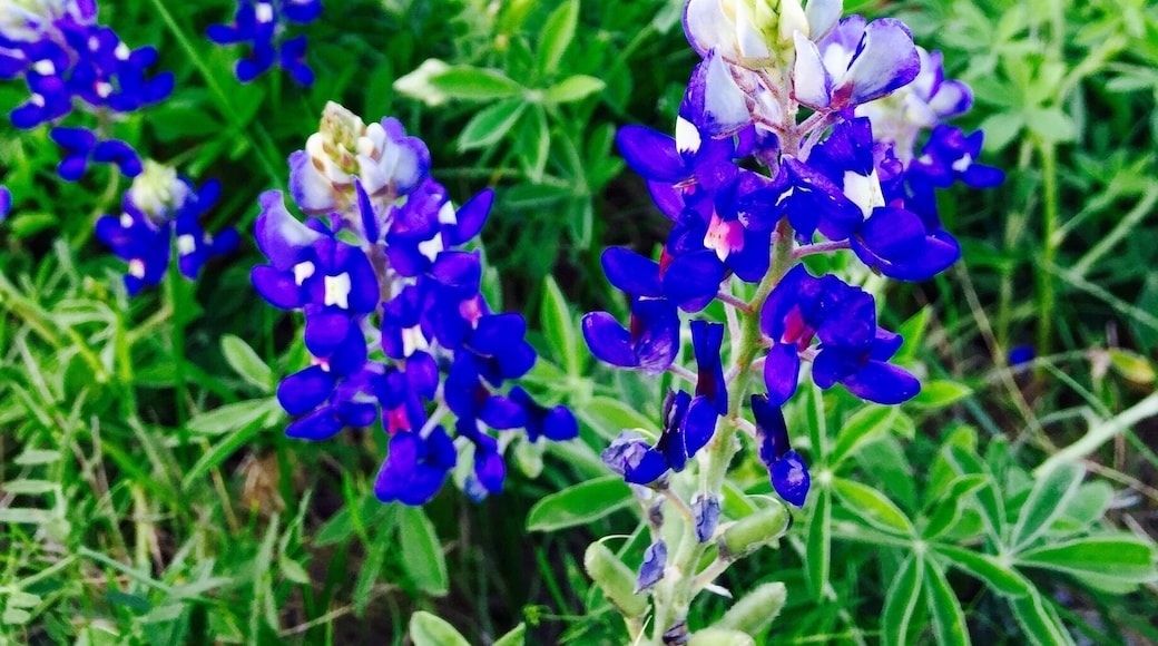 #blue
The bluebonnet is the state flower of Texas. This particular flower was selected in large part due to the vast fields of bluebonnets that bloom each spring throughout the central portion of Texas. Over the years, the wild population has been supplemented with planted parcels of bluebonnets and they are a sight to behold! Vast areas of land covered with fragrant smelling blue bonnets is a sight to watch! This field was at the back of the Trinity Presbyterian Church on Ohio! Shot on the IPhone 6Plus.