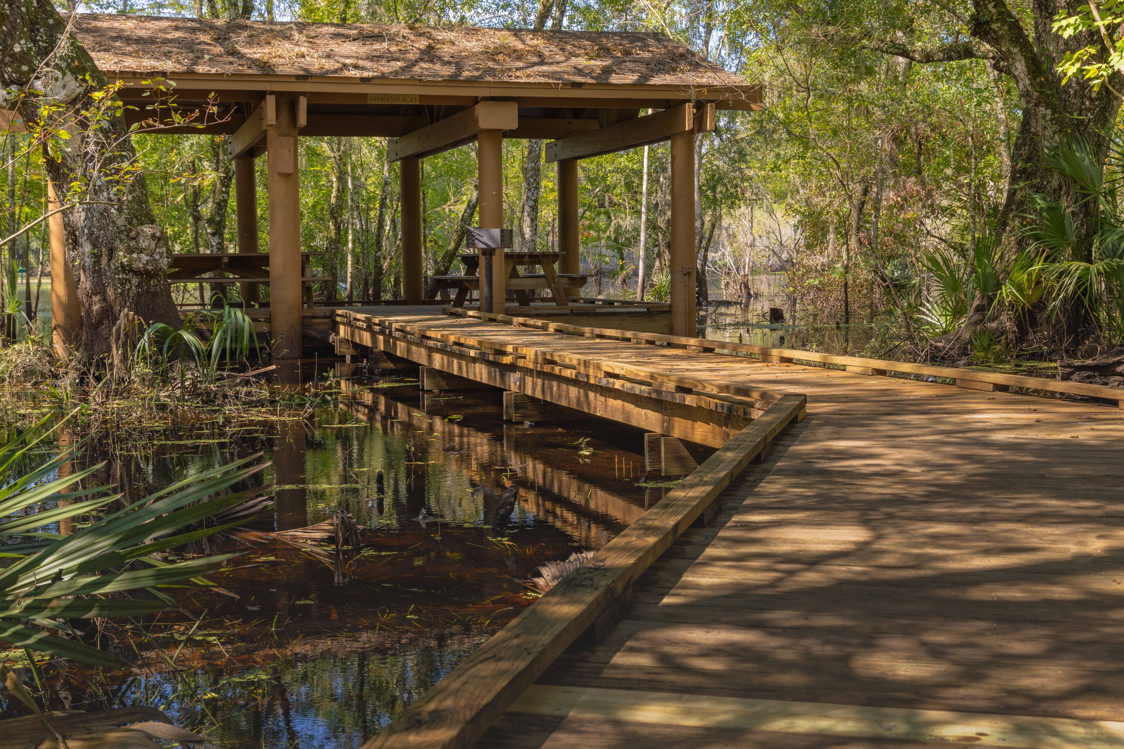 The beautiful vibrant green moss covers the bottom of a tree in Lettuce Lake Park Tampa Florida. The beautiful vibrant green moss covers the ground around a tree in Lettuce Lake Park Tampa Florida. Th
