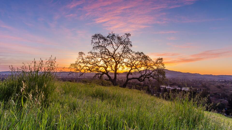 A tree on a hill with a sunset in the background.
