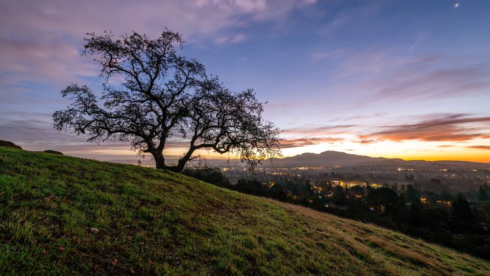 A solitary tree on a grassy hill with a cityscape in the background during sunset.