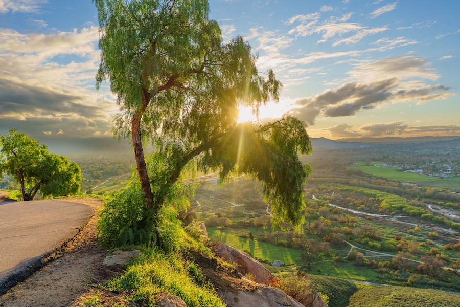 Un árbol con luz solar filtrándose entre sus hojas, un camino sinuoso y un valle con campos y colinas distantes.