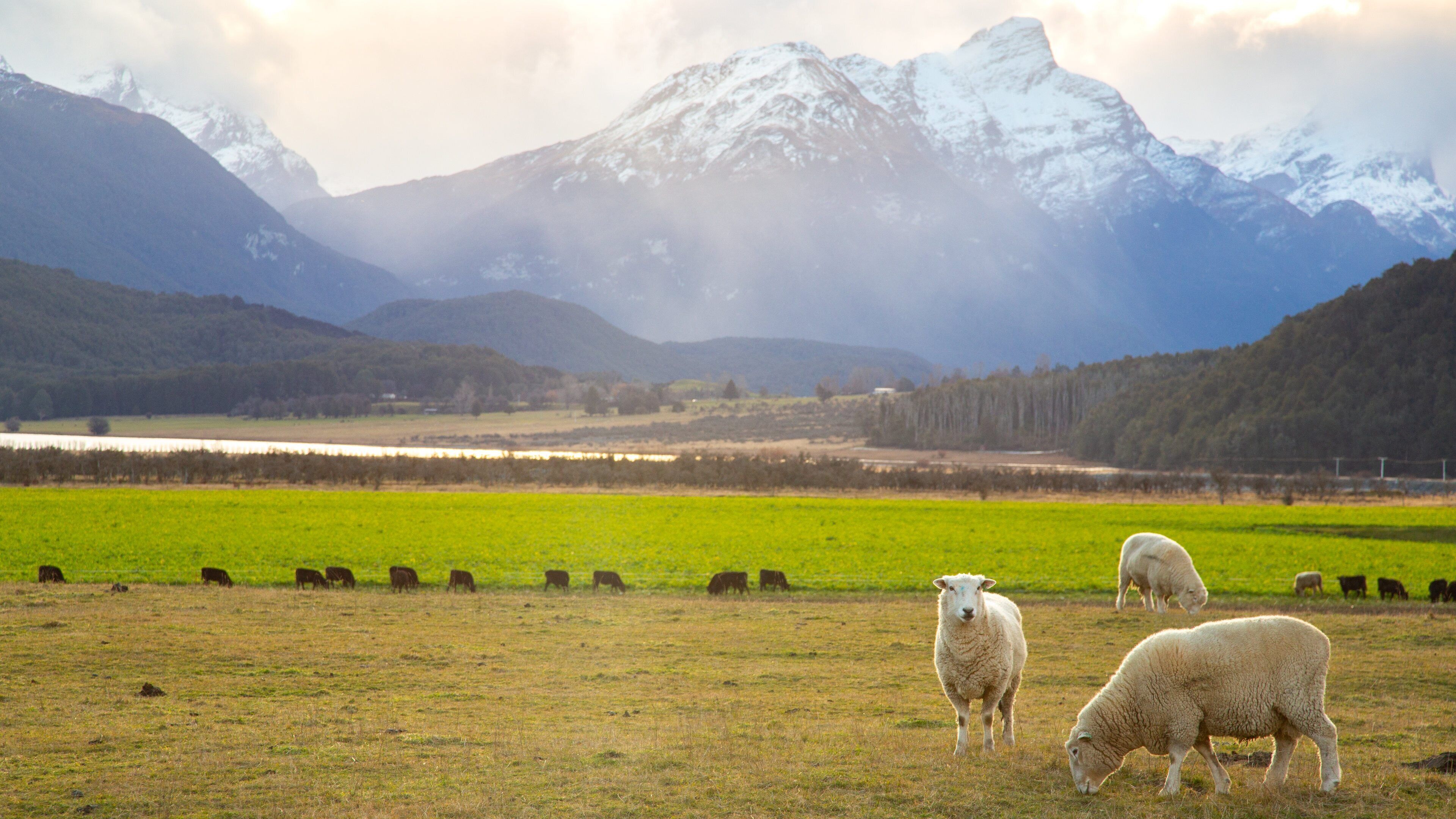 Glenorchy featuring farmland, land animals and mountains