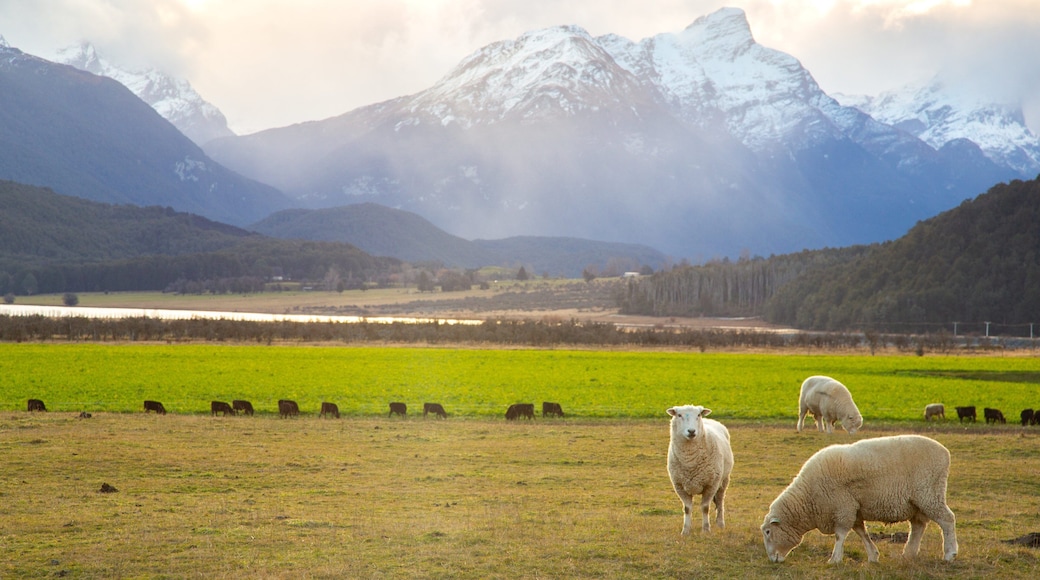 Glenorchy featuring farmland, land animals and mountains