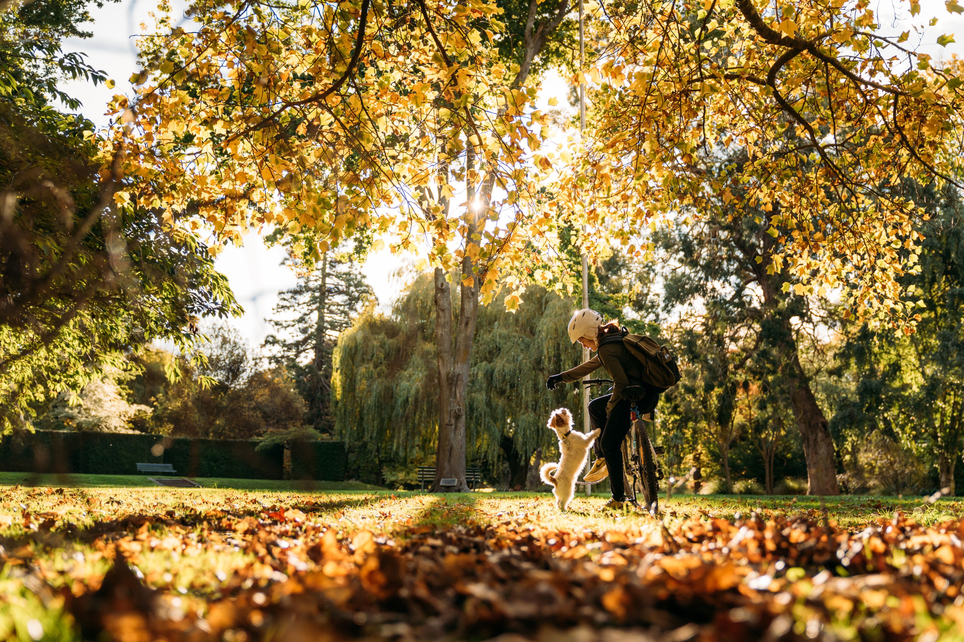 Um parque com árvores, uma bicicleta e um cão.