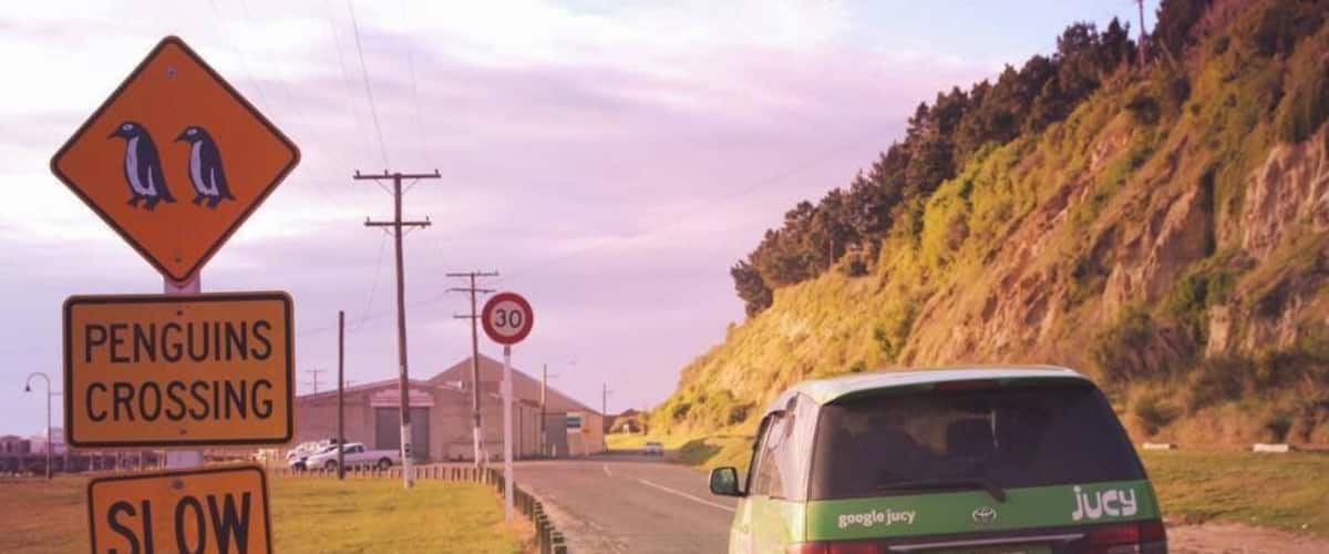 In Oamaru there's a little blue penguin colony where you can pay to see a show and learn about the penguins and watch them come in for the night. Penguins in New Zealand are only around at dusk when they swim in from a day at sea for the night.