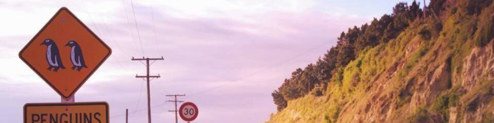 In Oamaru there's a little blue penguin colony where you can pay to see a show and learn about the penguins and watch them come in for the night. Penguins in New Zealand are only around at dusk when they swim in from a day at sea for the night.