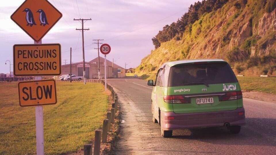 In Oamaru there's a little blue penguin colony where you can pay to see a show and learn about the penguins and watch them come in for the night. Penguins in New Zealand are only around at dusk when they swim in from a day at sea for the night.
