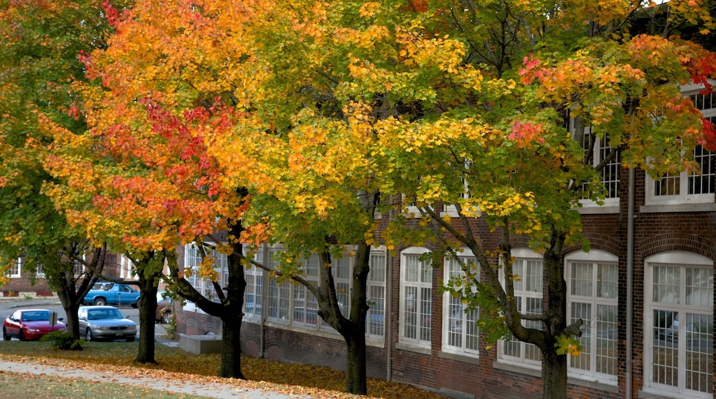 North Adams featuring autumn leaves