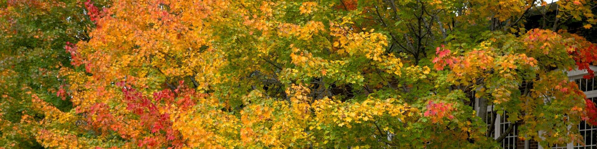 North Adams featuring autumn leaves