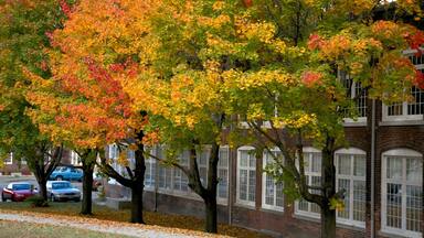 North Adams featuring autumn leaves