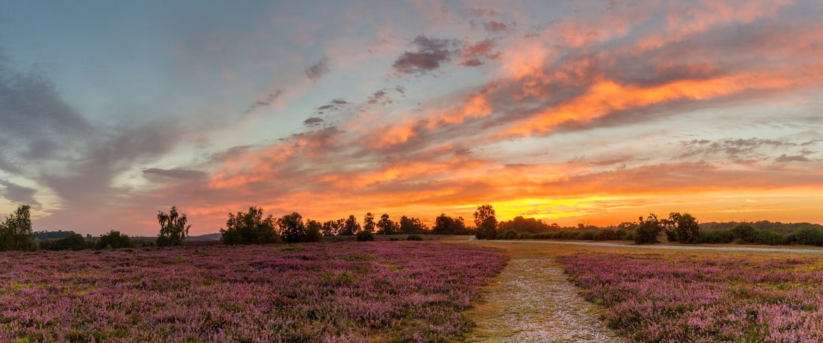 colorful purple heather at sunrise