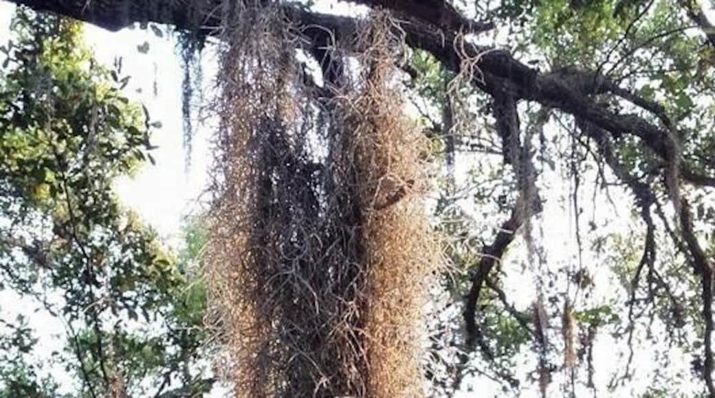 Spanish moss on a Live Oak at sunrise, Nice hike in a remote wildlife management area outside of Okeechobee Florida