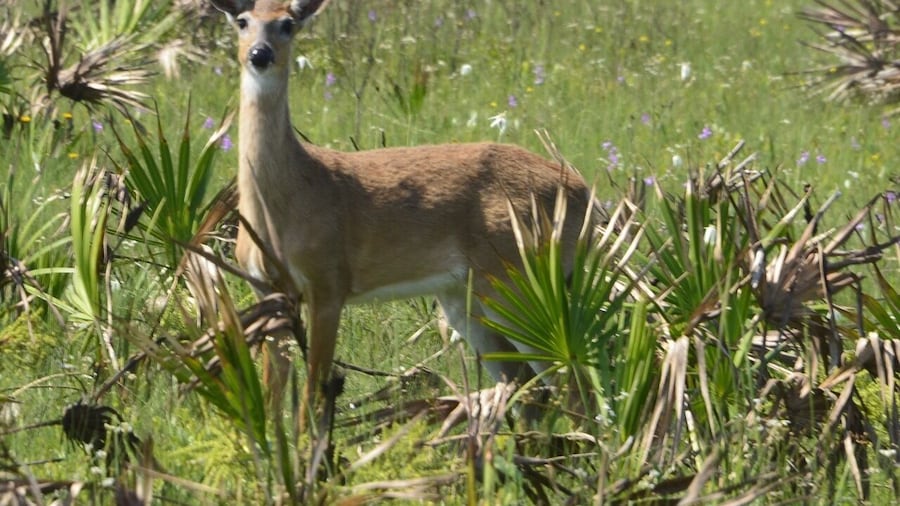 Great place to see all kinds of Florida wildlife. And, it's one of the least light-polluted places in Florida. You'll be amazed at the stars you see!