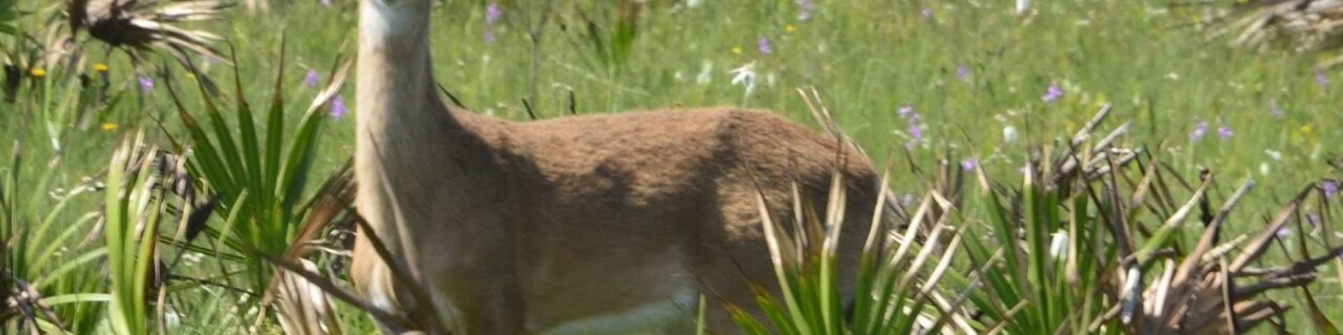 Great place to see all kinds of Florida wildlife. And, it's one of the least light-polluted places in Florida. You'll be amazed at the stars you see!