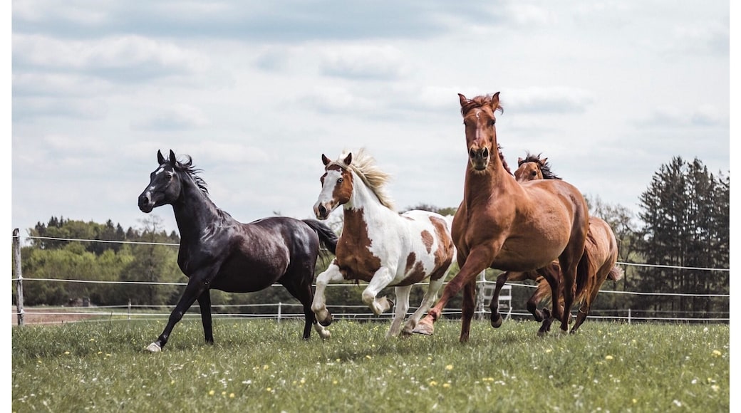 So ein schöner Ort, so eine tolle Reitanlage. Die Eigentümer und Menschen die dort arbeiten sind super freundlich und engagiert. Den Pferden geht es großartig hier, wie man auf dem Bild sieht.