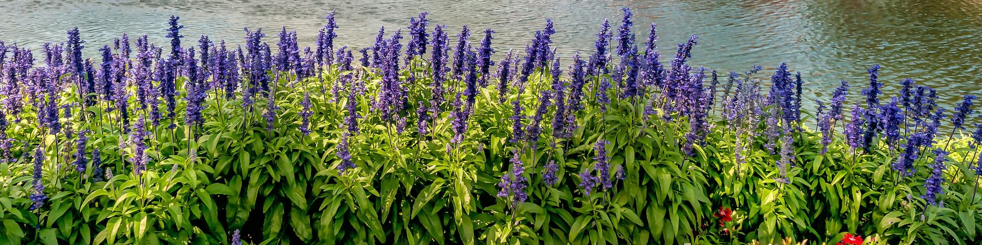 Northbrook village landscape, is an affluent suburb of Chicago, located at the northern edge of Cook County, Illinois, United States.