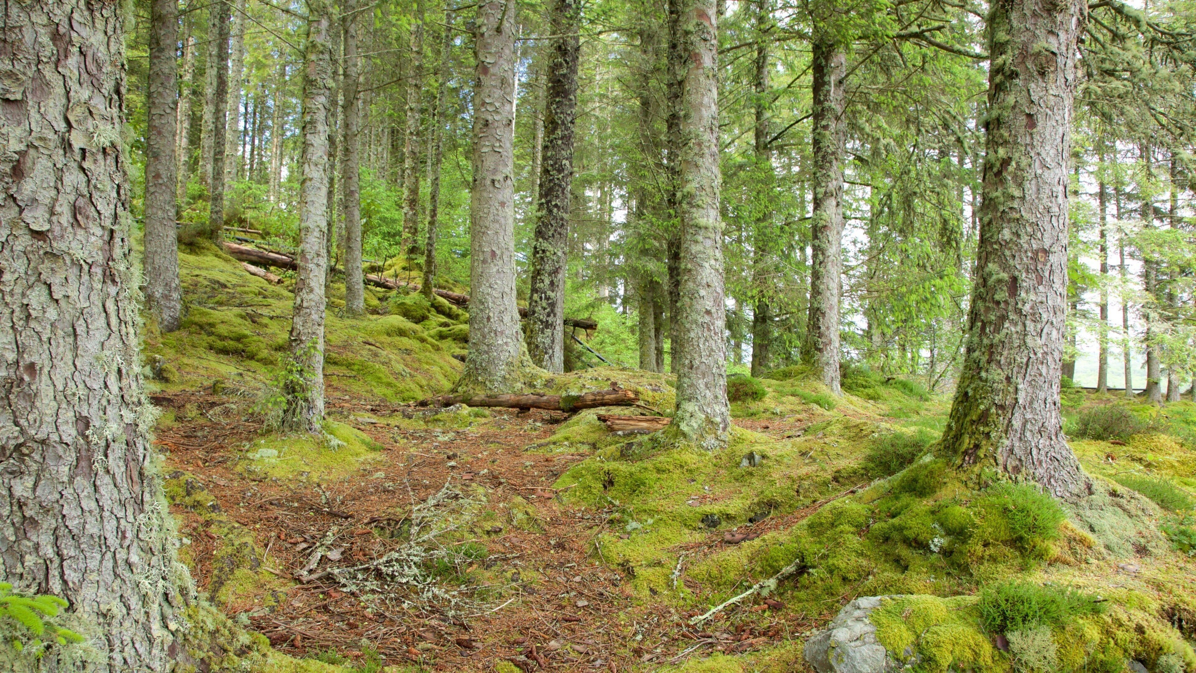 Oban which includes forests