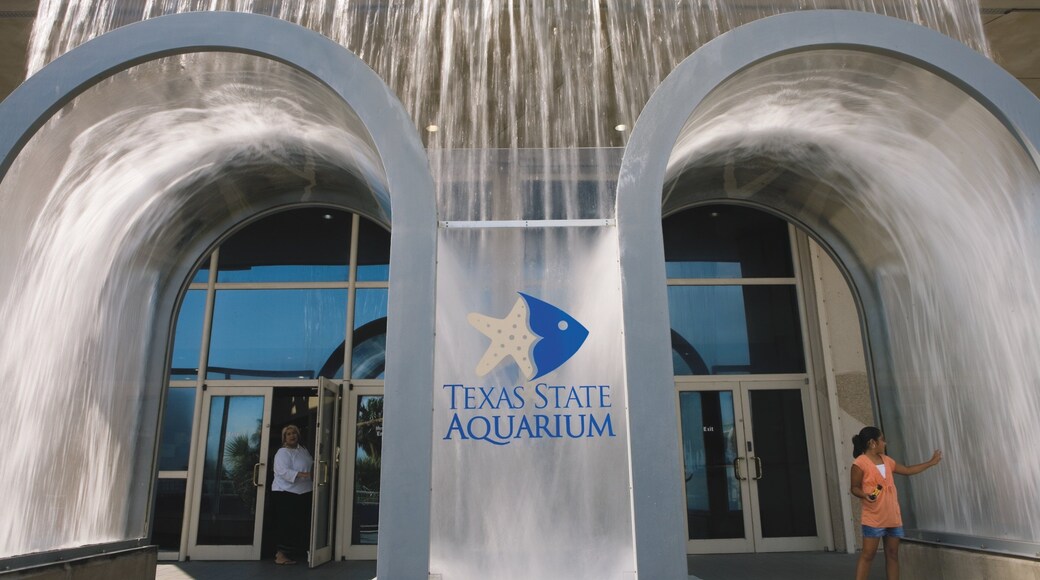 Corpus Christi mostrando vida marina y señalización