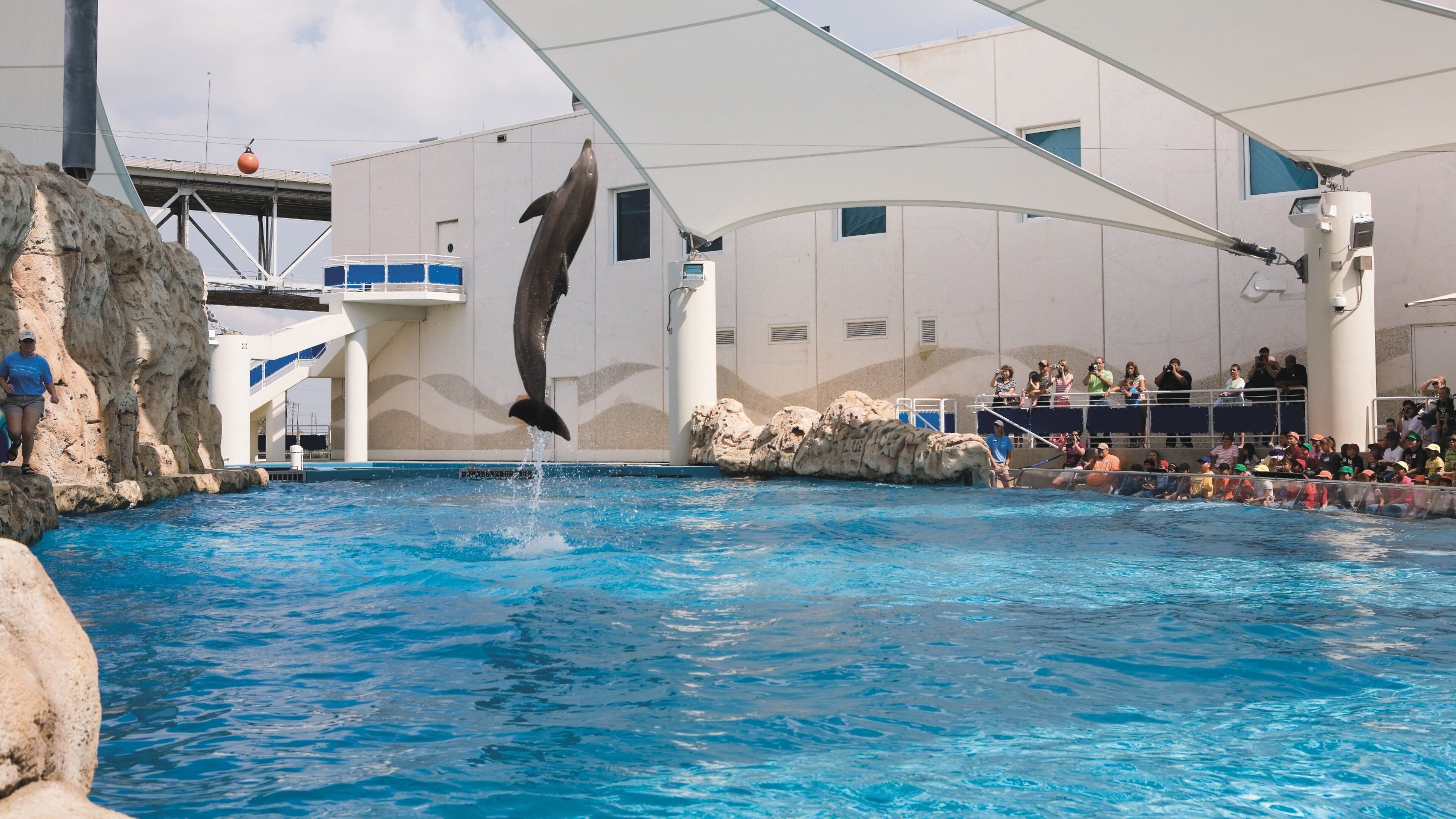 Dolphin performing a spectacular leap in Corpus Christi, Texas during a marine show