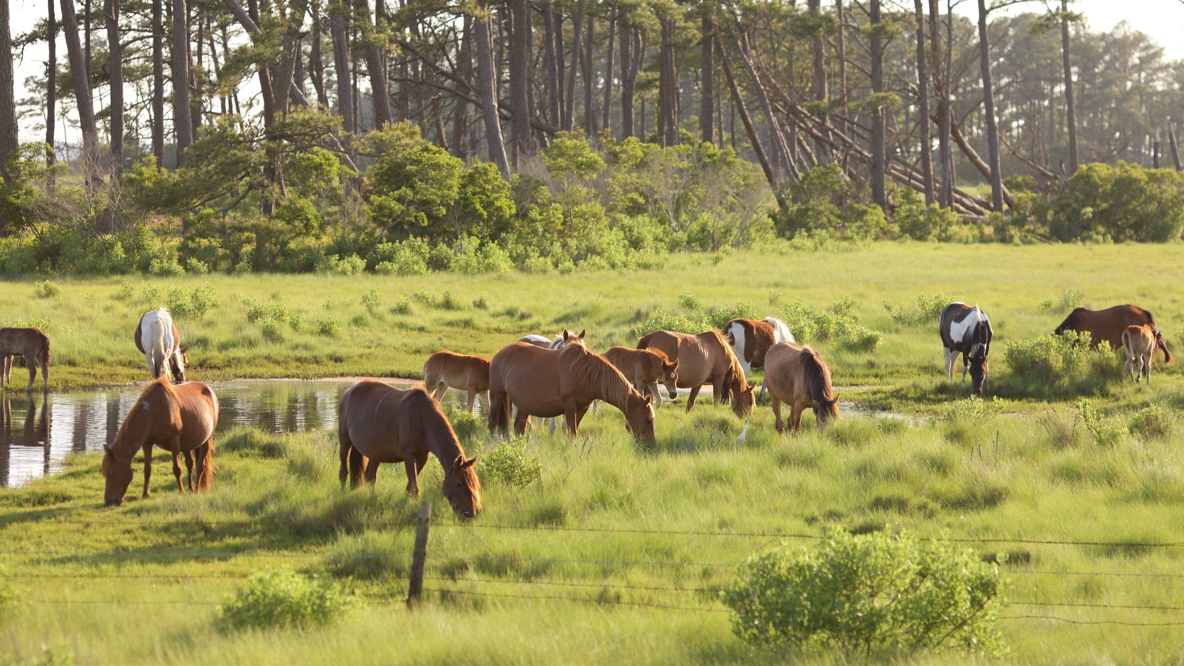 Assateague Island National Seashore mostrando un estanque, animales terrestres y escenas tranquilas