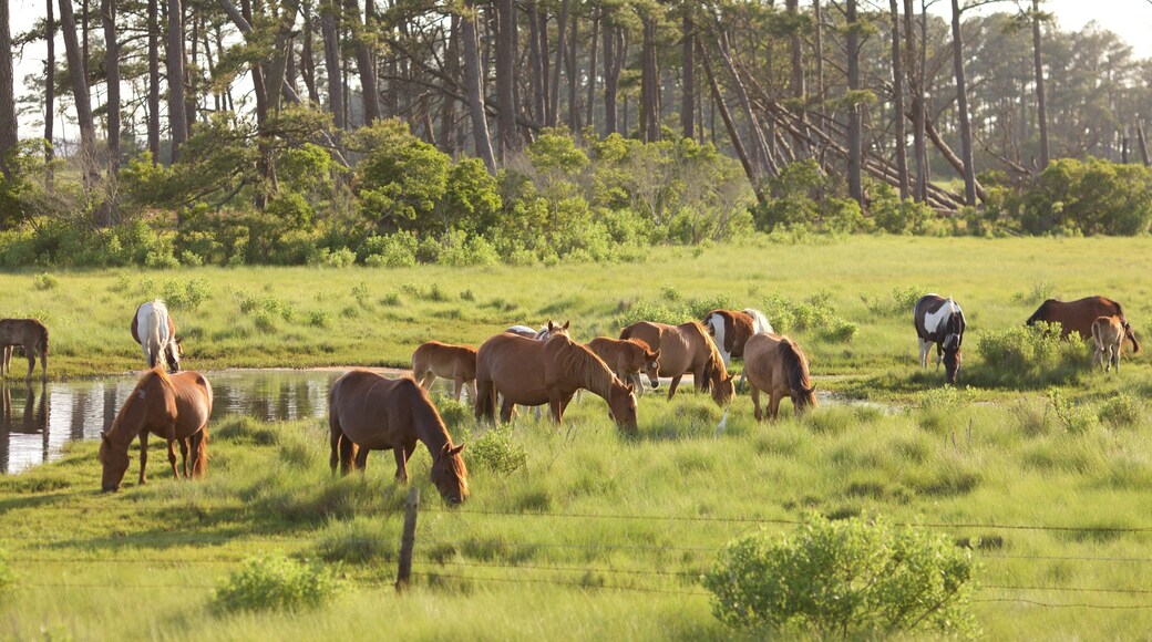 Assateague Island National Seashore mostrando un estanque, animales terrestres y escenas tranquilas