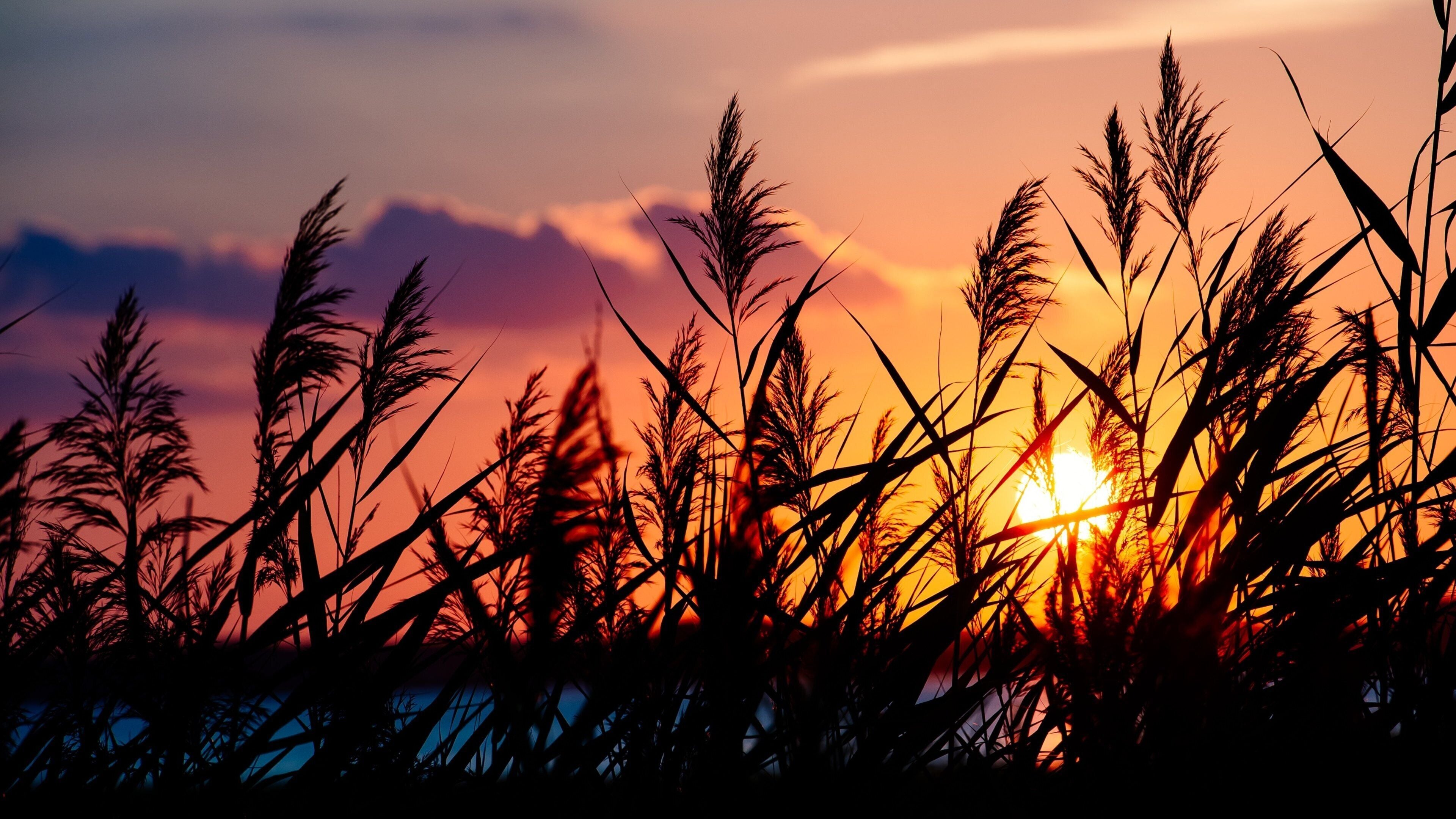 Ocean City showing a sunset