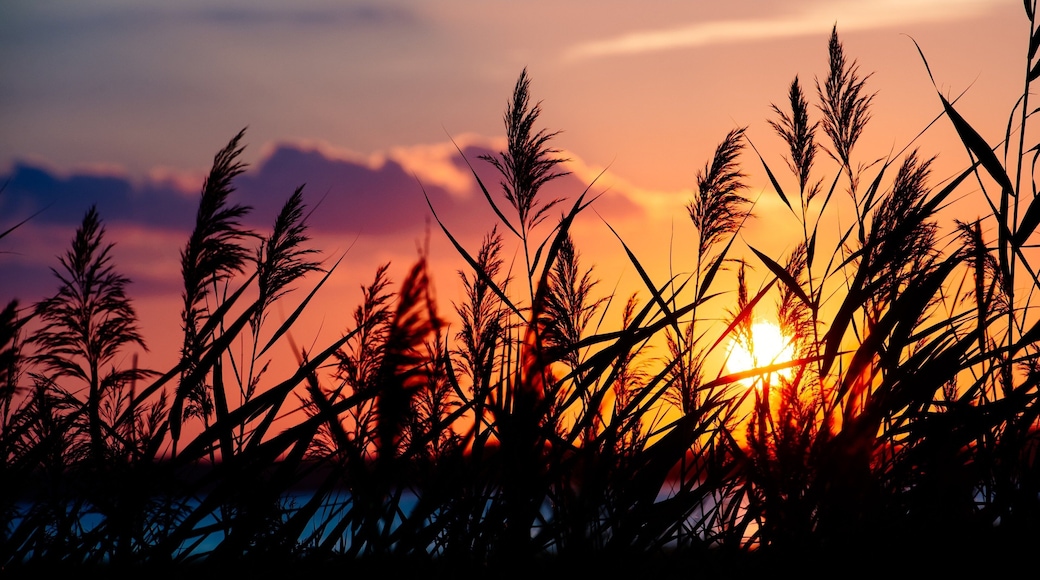 Ocean City showing a sunset
