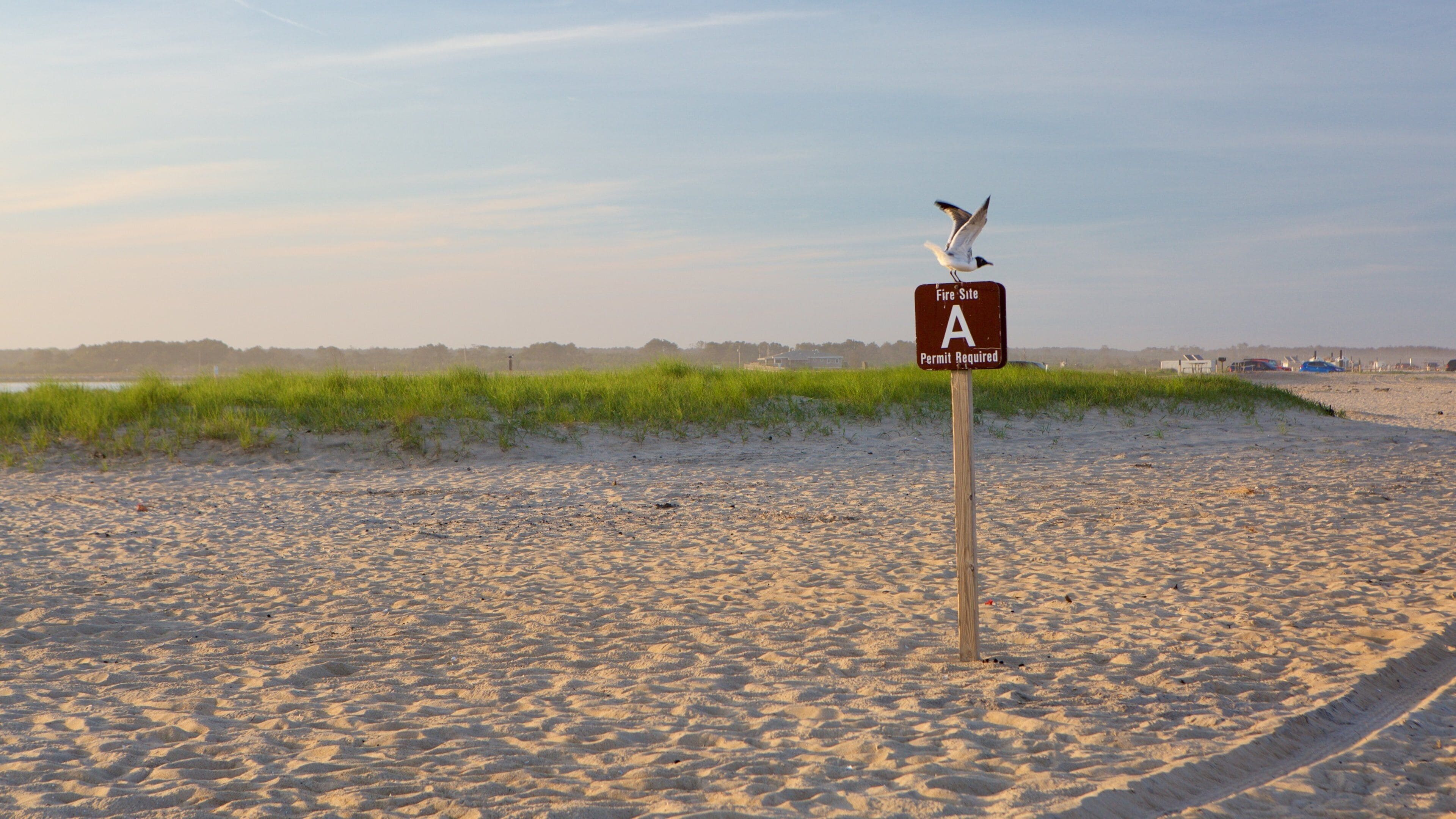 Assateague Island National Seashore que inclui vida das aves e uma praia de areia