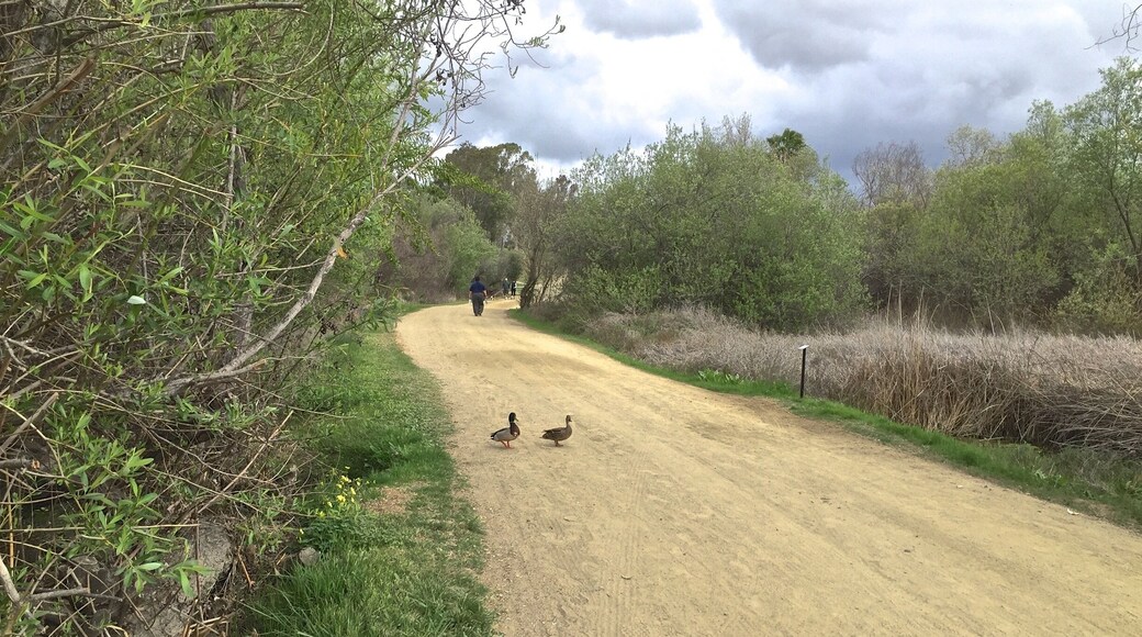 Hiking near Guajome campground at Guajome regional State park.