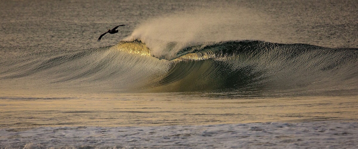 A large wave with a bird flying near it.