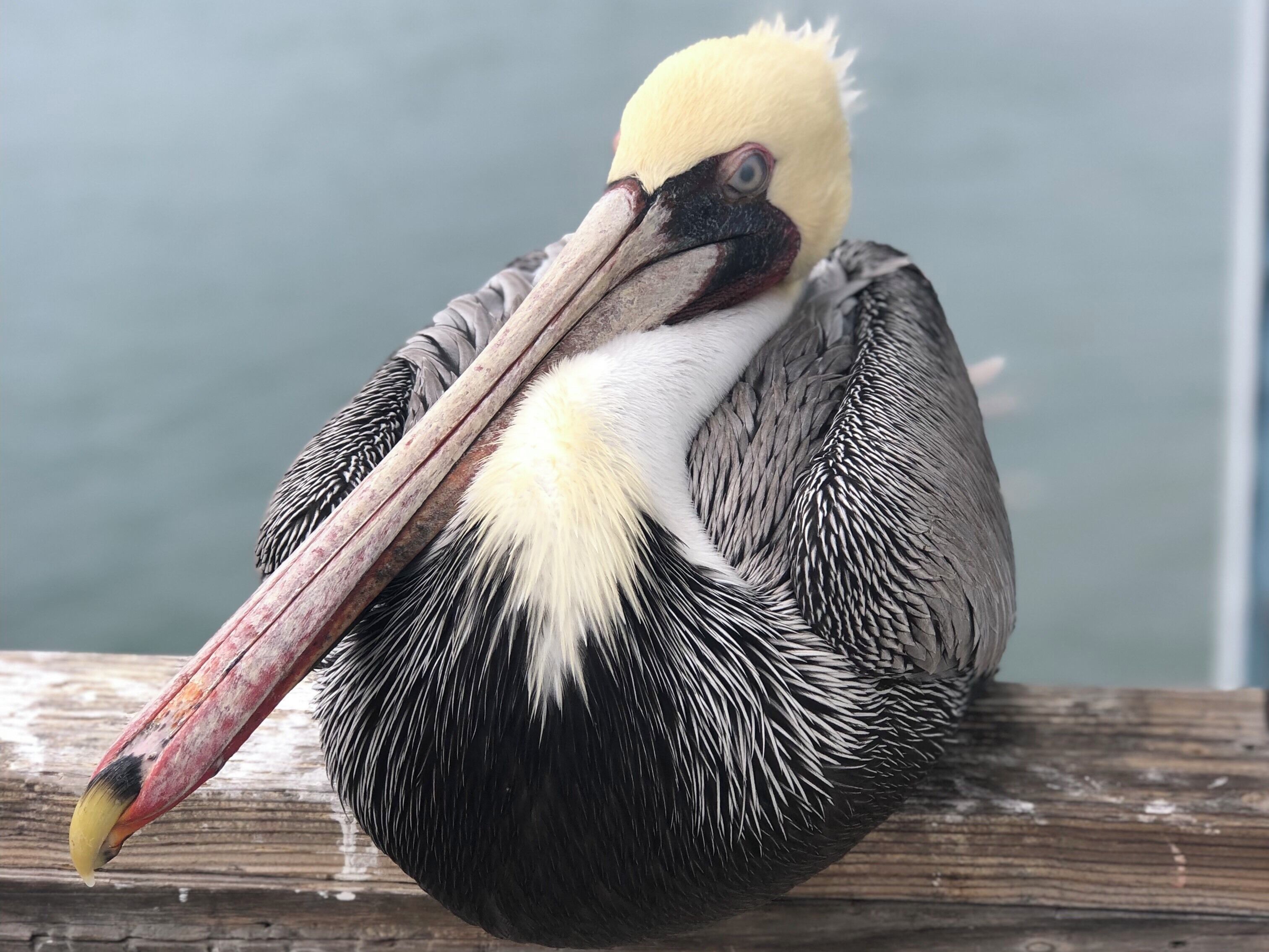 Just sitting here checking out the comings and going’s along the pier.