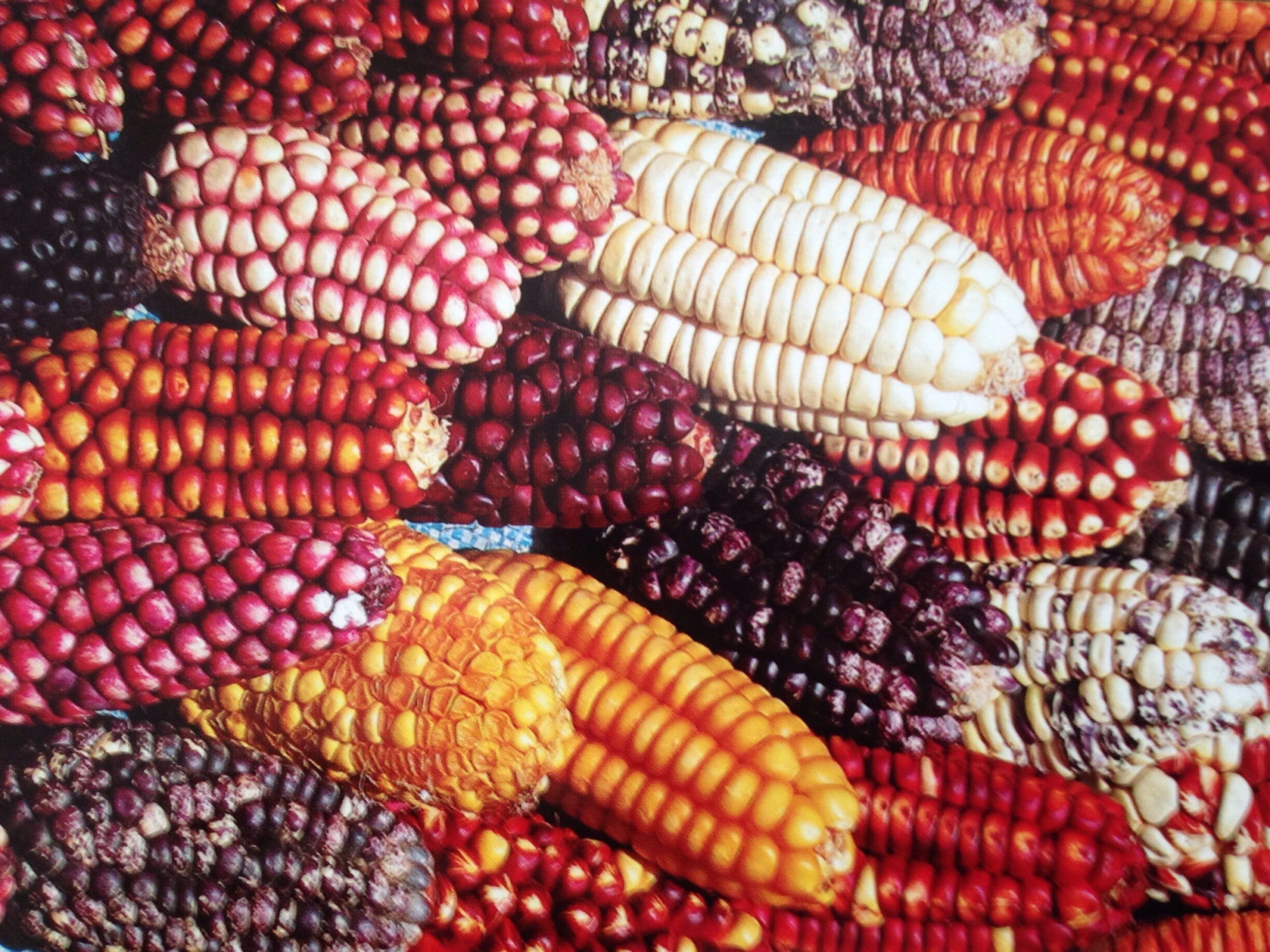 Standout colorful Andean corn....#colorful