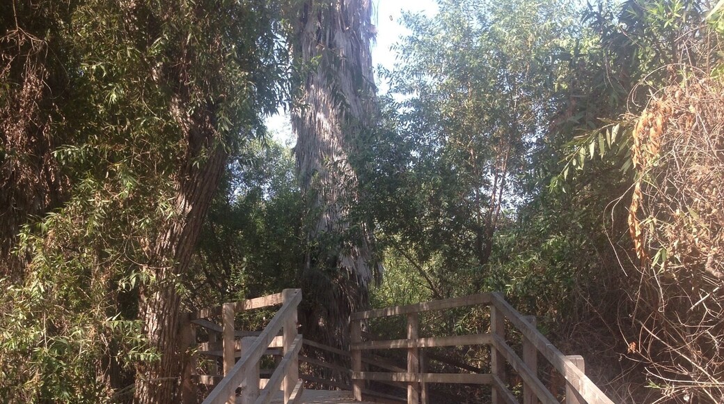 Short Bridge pathway in Guajome Regional Park.