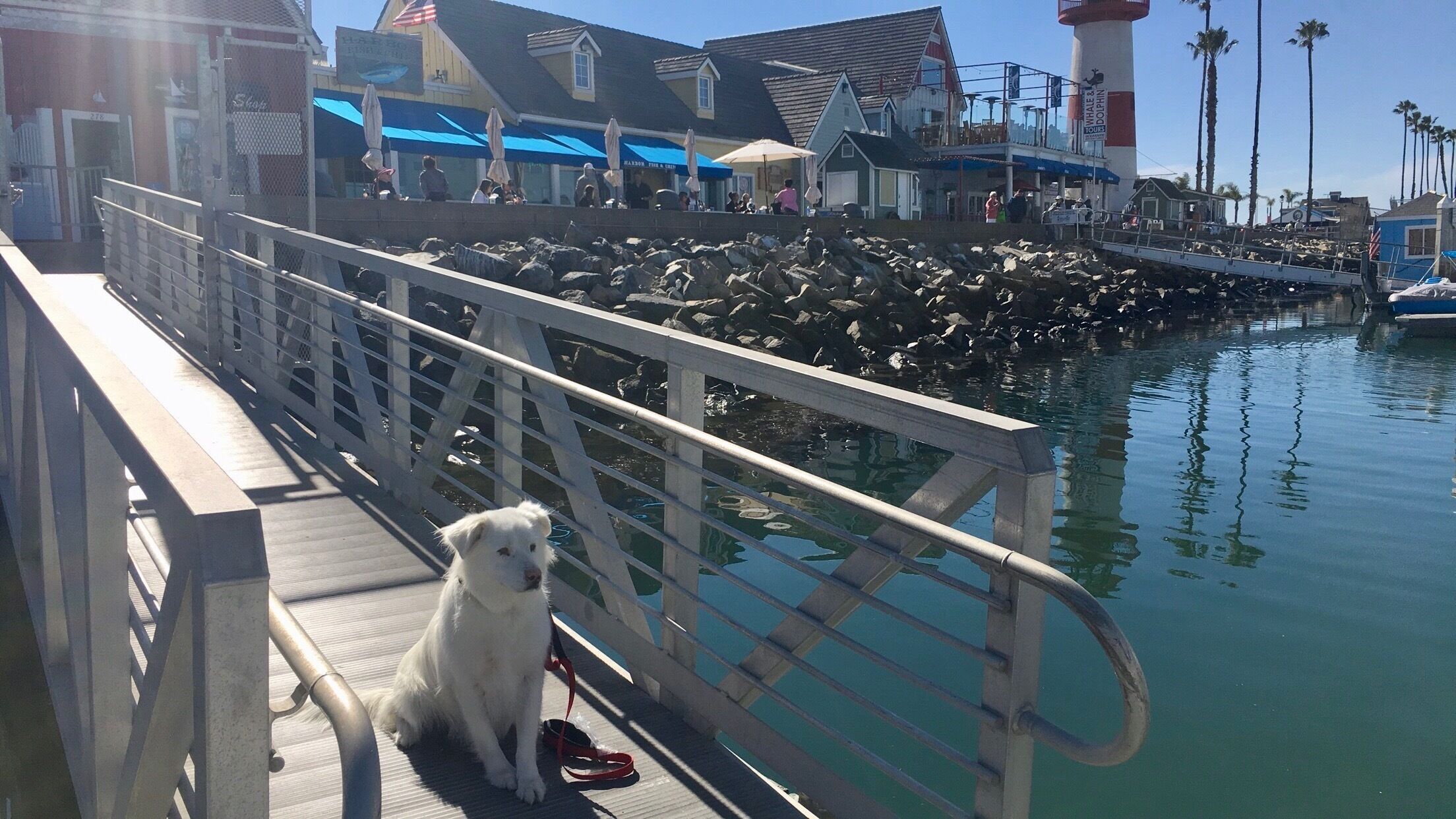 Dining with puppies #bringfido