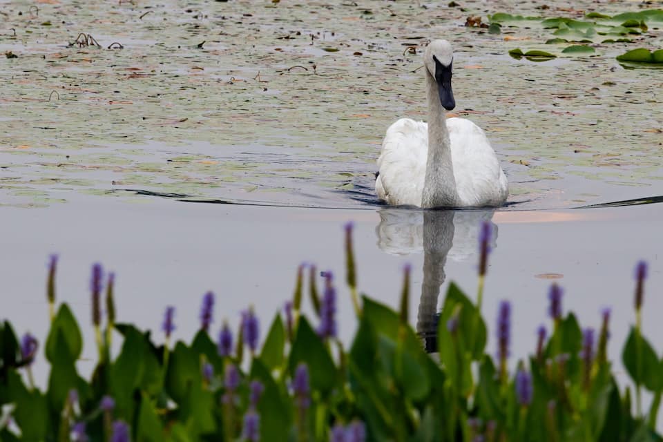 A swan in a pond surrounded by water lilies and purple flowers.