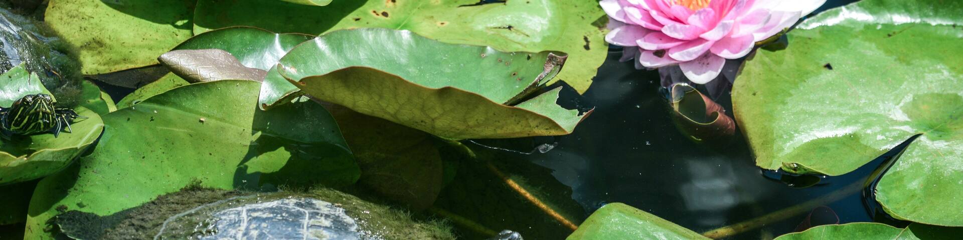 Ducks, turtles and other wildlife inhabit Echo Park Lake