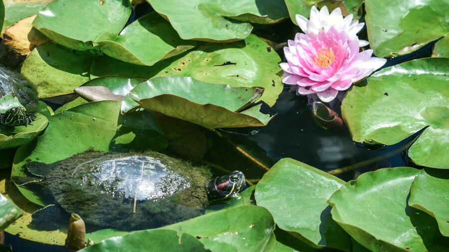 Ducks, turtles and other wildlife inhabit Echo Park Lake