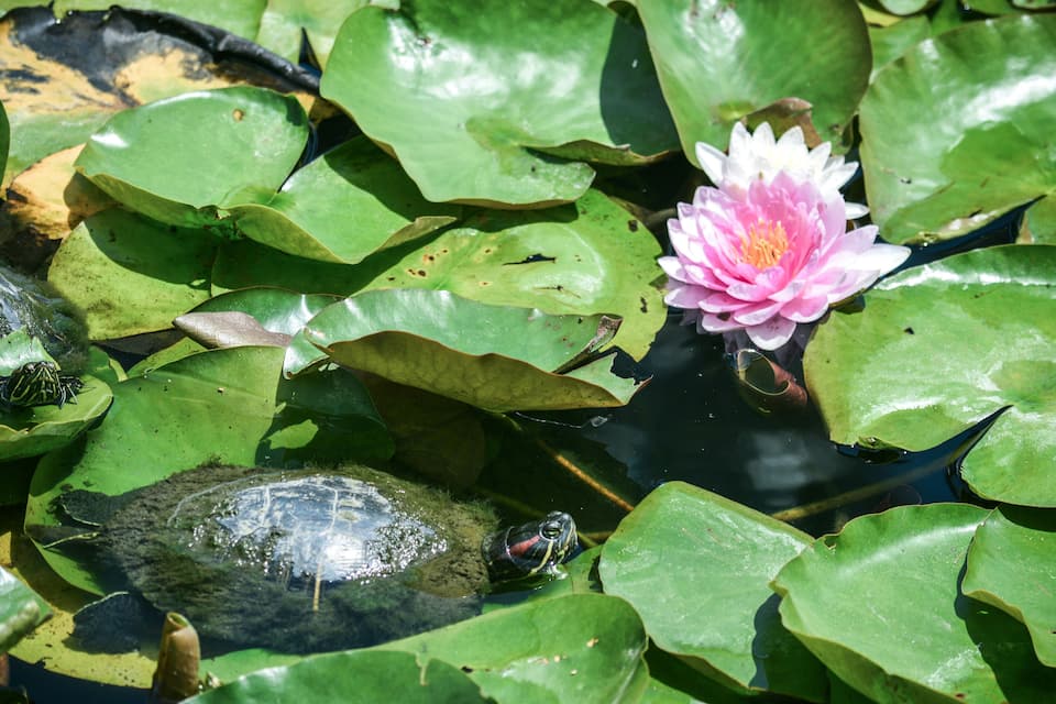 Ein Teich mit Seerosen und einer Schildkröte.